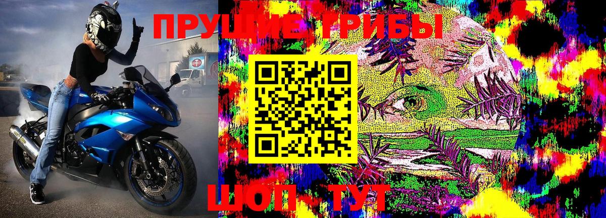 Галлюциногенные грибы Psilocybe Добрянка